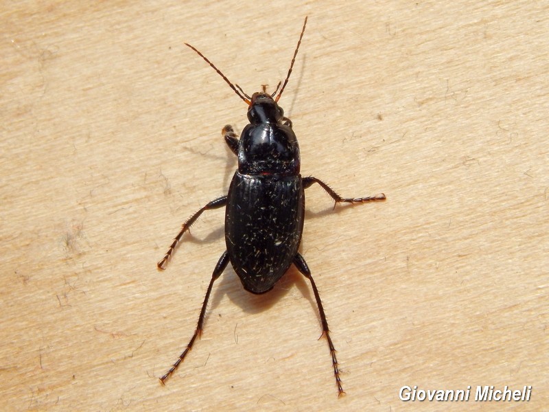 Calathus fuscipes, Carabidae